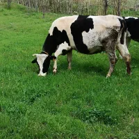 گاو آبستن شکم سوم