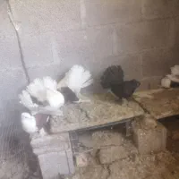 فروش 6عدد دم چتری دوکت