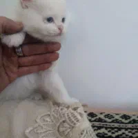 گربه‌ماده‌،بریتیش،‌به‌همراه‌شاه‌توله