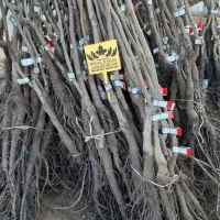 فروش نهال گردو چندلر پیوندی رویال نهال