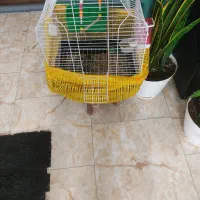 دوعددطوطی برزیلی شیطون خوشگل باقفس لوازم بازی|پرنده|امامزاده عبدالله, |دیوار