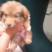 سگ شیتزو پامر