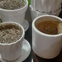 پایه گلدان وگلدان|گل و گیاه طبیعی|رباط‌کریم, مسکن مهر آبشناسان|دیوار