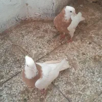 طوقی|پرنده|جلگه رخ, |دیوار