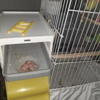 طوطی معاوضه با کفتر