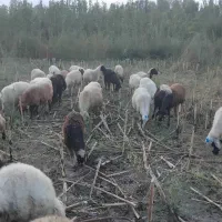 حیوان به صورت نقد خریدارمم