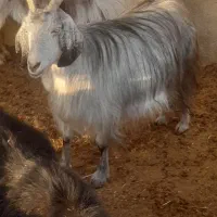 بز سرمایه جوان ومیش سرمایه جوان|حیوانات مزرعه|مرودشت, ده بید|دیوار