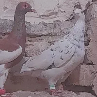 شازده ویهودی پرشی