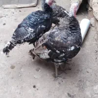 ۴تا بوقلمو محلی