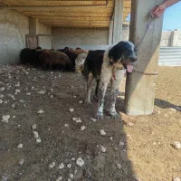 سگ قدرجونی