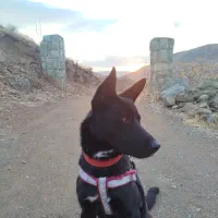 واگذاری سگ مالینیوز