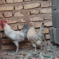 مرغ و خروس برا کل. وسیلور فروشی