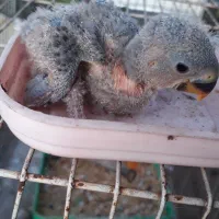 جوجه برزیلی سرلاکی