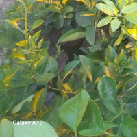 نهال|گل و گیاه طبیعی|داراب, |دیوار