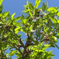 500 متر باغ آجیلی ششدانگ (سند رسمی تک برگ)