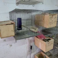 قفس|لوازم جانبی حیوانات|رشت, شهرک صبا|دیوار