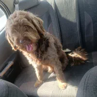 سگ شیتسو  پودل  معاوضه با سیستم باند|سگ|تهران, تهرانپارس غربی|دیوار