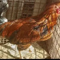 خروس لاری یک و نیم ساله درشت