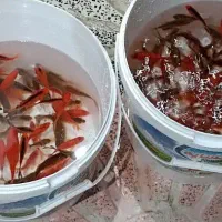 ماهی قرمز عید