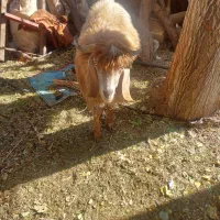 بریدن علف خوش برا گوسفند|خدمات باغبانی و درختکاری|بم, |دیوار