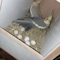 یک جفت عروس هلندی مولد