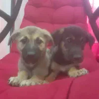 میکس راسل و تریر پاکوتاه