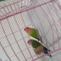 طوطی کوتوله مولد