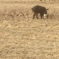 میش زاییده واوستن|حیوانات مزرعه|شیروان (خراسان), |دیوار