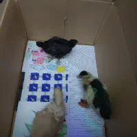 جوجه اردک وجوجه محلی