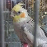 معاوضه عروس هلندی نر با قناری یا سهره