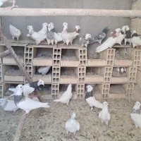 فروش تعدادی طوقی پالخت|پرنده|رودشت (اصفهان), |دیوار