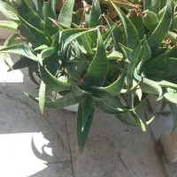 فروش گل آلوورا