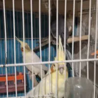 عروس هلندی و مرغ عشق تعداد