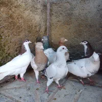 ۱۲ تا نر پرشی|پرنده|شیروان (خراسان), |دیوار