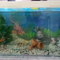 اکواریوم و ماهی|ماهی|تربت‌حیدریه, شهرک ولیعصر|دیوار