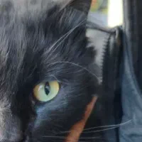 واگذاری کاملا رایگان گربه دوساله|گربه|مرند, |دیوار