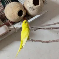 مرغ عشق معاوضه...|پرنده|قشم, |دیوار