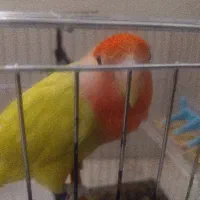 طوطی برزیلی نر کوتله