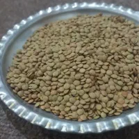 عدس|حراج|کردکوی, |دیوار