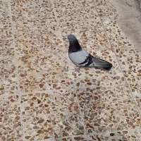 کبوتر سبز|پرنده|ایذه, |دیوار