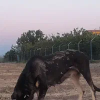 واگزاری ماده عراقی|سگ|مرند, |دیوار