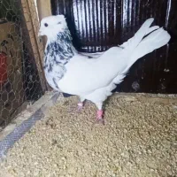 طوقی  معاوضه با تهرانی|پرنده|سرپل ذهاب, |دیوار