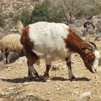بز آبستن رو مایه|حیوانات مزرعه|شیراز, آبیاری|دیوار