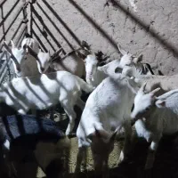 بزغاله سانن