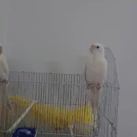 عروس هلندی نژاد ال بینو