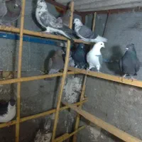 گمشده|حیوانات|سمنان, |دیوار