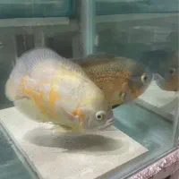 جفت اسکار مولد تخم ریز