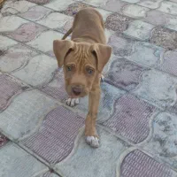 سگ پیت بول اصیل ب شرط