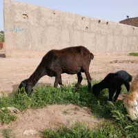 میش زاییده چینی