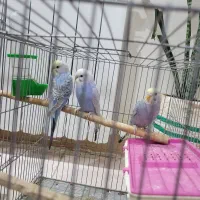 مرغ عشق عشق